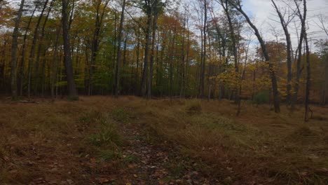 Impresionante-Paseo-En-Cámara-Lenta-A-Través-De-Un-Hermoso-Y-Colorido-Bosque-Otoñal