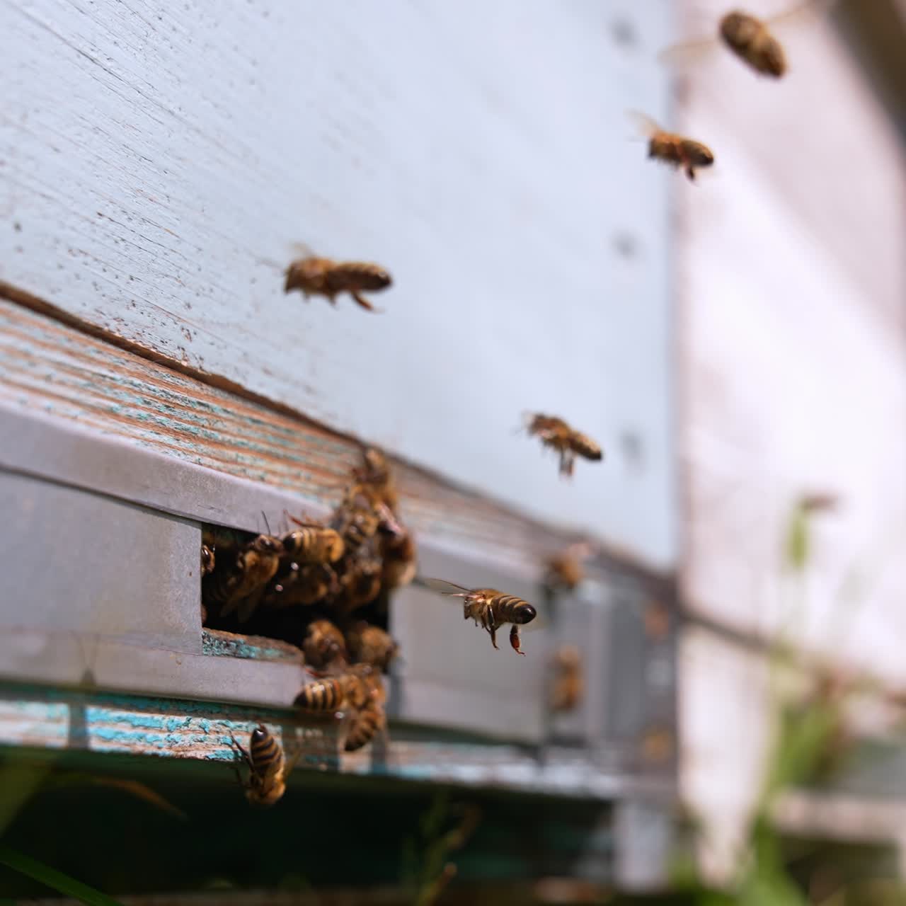 Entering slot into a beehive. Industrious bee insects coming back to their hives to produce honey. Close up. Blurred backdrop