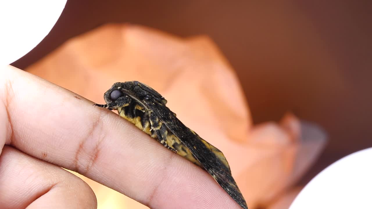 손가락 위의 거대한 나방, 나방의 마이크로 샷, 시네마틱 샷, 나방 클로즈업