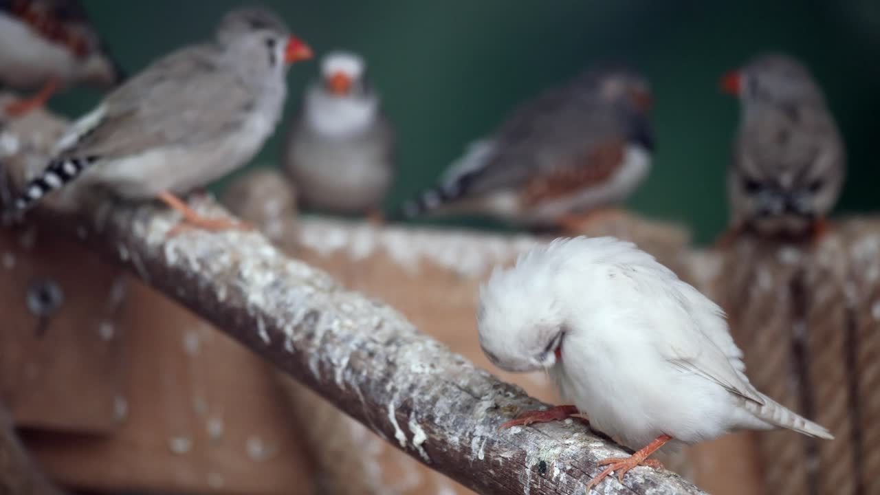 Close-up of a White Zebra Finch Resting on a Branch