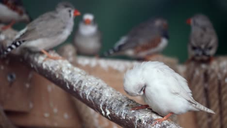 close-up of a white zebra finch resting on a branch