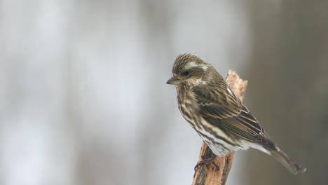 Hausfinkenweibchen-An-Einem-Verschneiten-Tag-Vogeltier