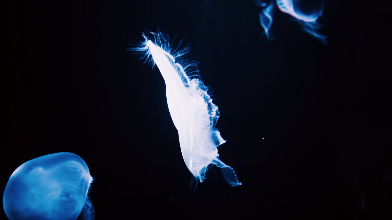 Close up of Moon jelly swimming in the pitch black water