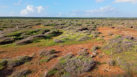 aerial dolly above cacti in desert arid landscape of curacao, dry heat on island