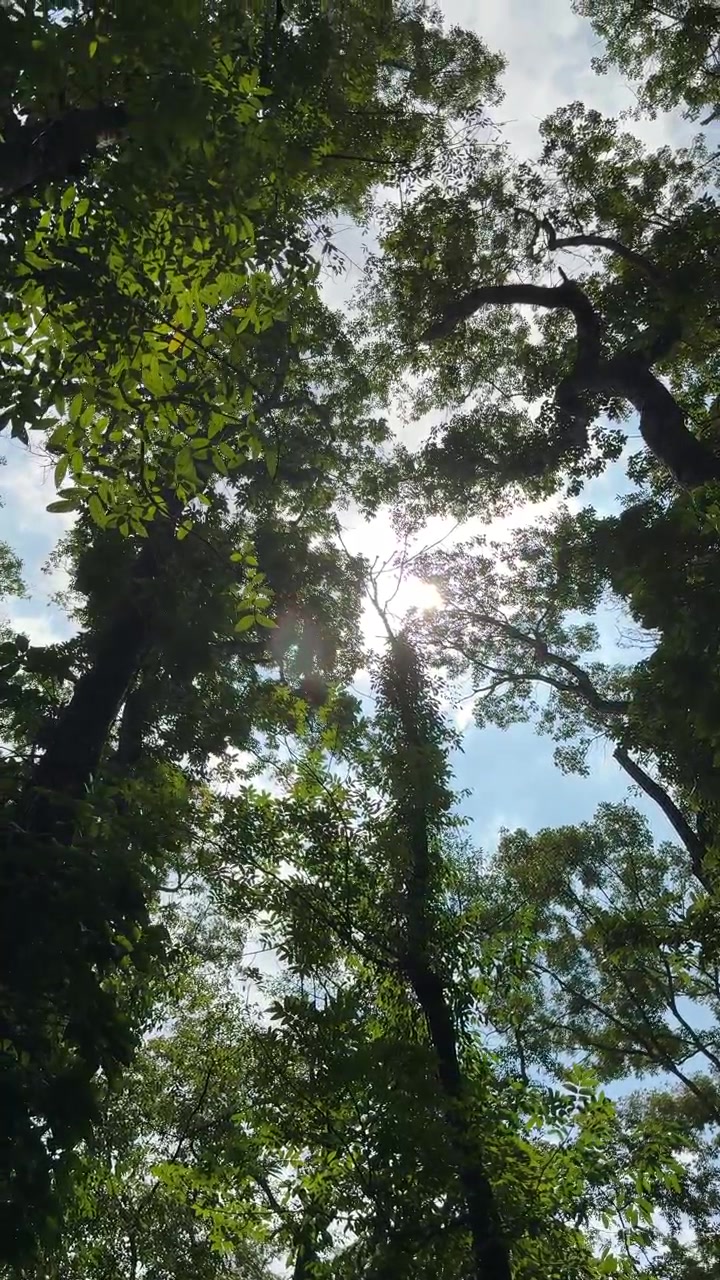 La luce solare filtra attraverso il verde del bosco