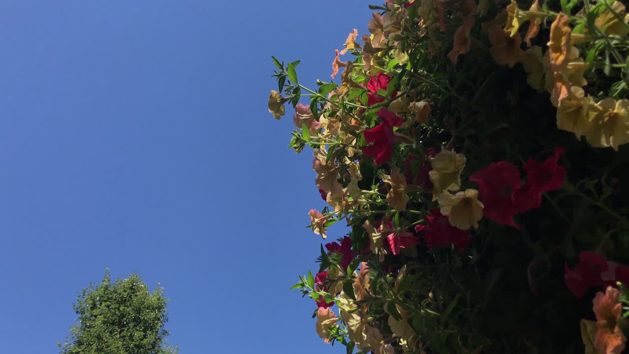 작은 빨간 열매가 바람에 나뭇가지에 불다