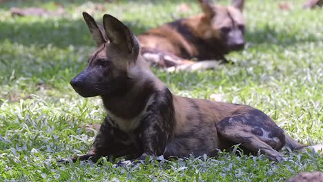 Beautiful-African-Painted-Dogs-resting-on-the-green-grass-ground---close-up