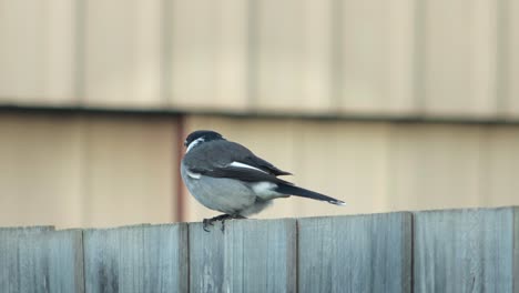 a bird on a wooden fence