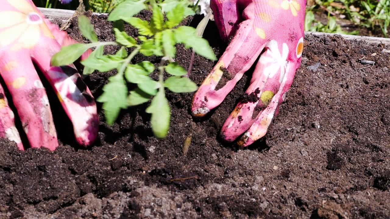 Young female farmer hands with pink gloves planting to soil tomato seedling in the vegetable garden. Organic farming and spring gardening concept