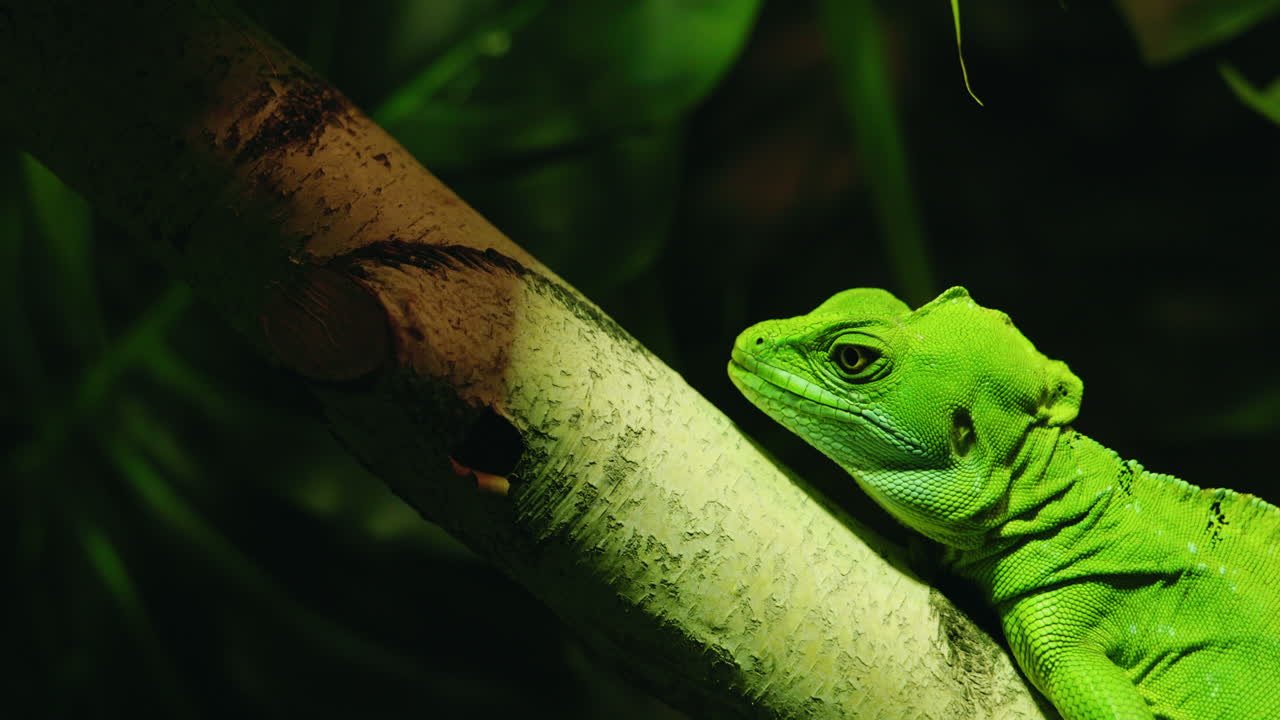 Green Basilisk on a Branch