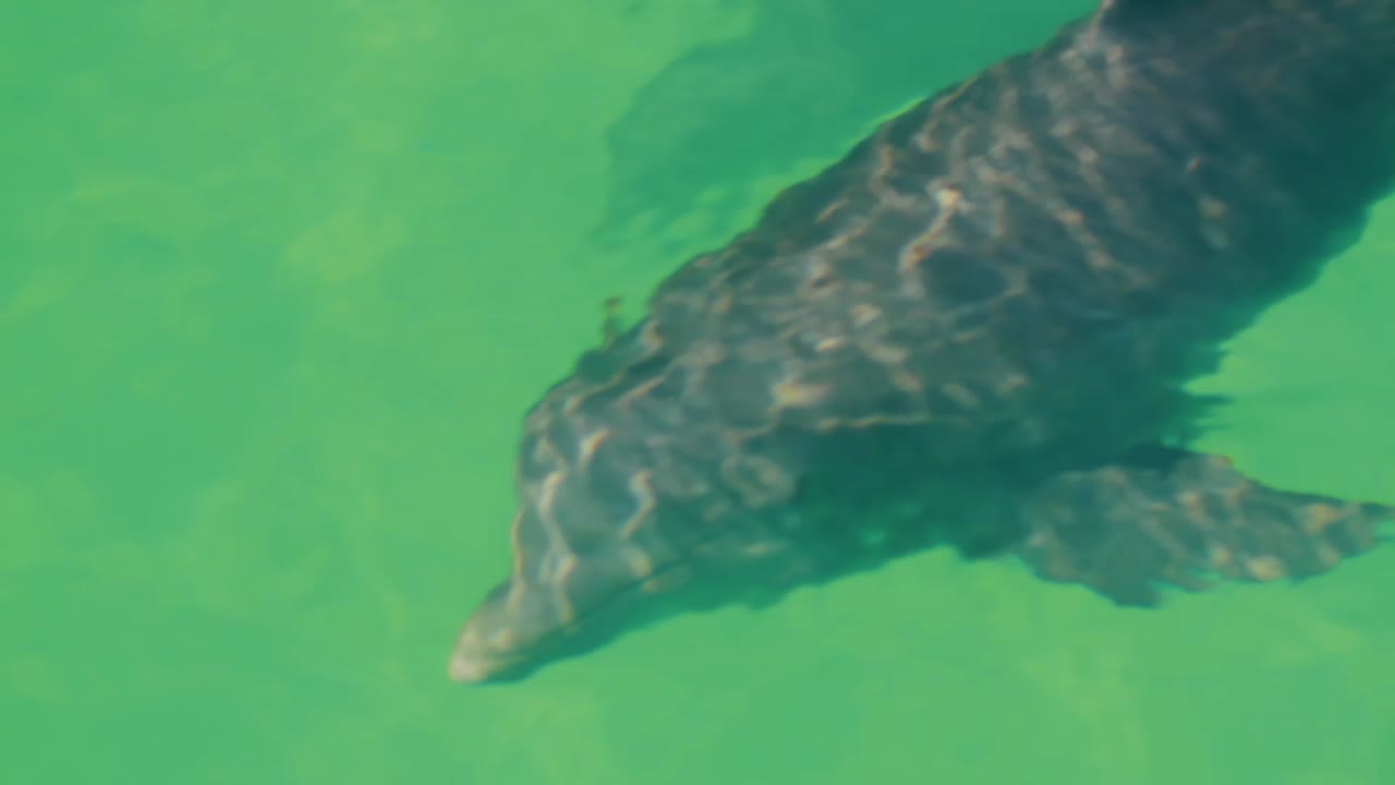 Dolphin swimming part 2