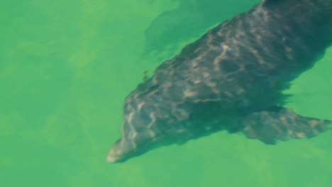 nado con delfines parte 2
