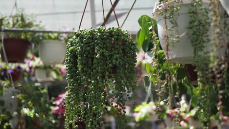 close up of string of pearls hanging plant in a greenhouse