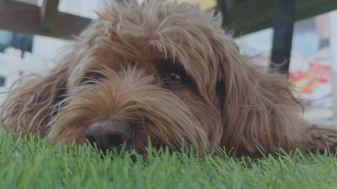 사랑스러운 카바푸 개 야외