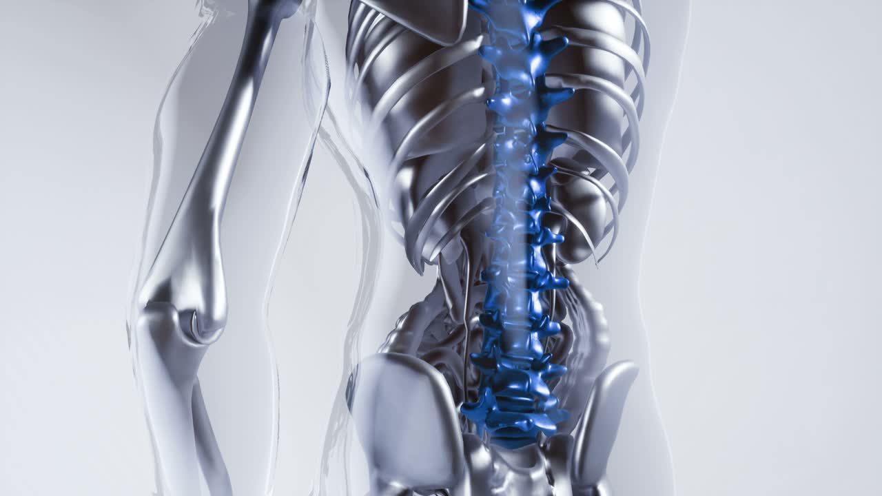 인체 척추 골격  ⁇  모델과 장기