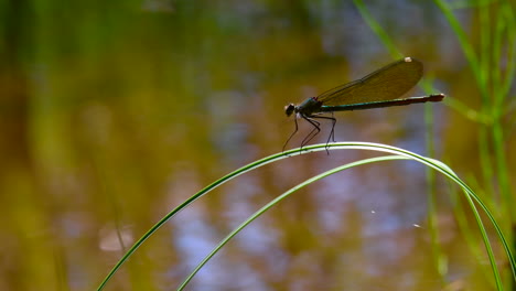 Nahaufnahme-Einer-Sehr-Schönen-Weiblichen-Prachtlibelle,-Die-Sich-Pflegt-Und-Flügel-Auf-Einem-Wassergrashalm-Ausbreitet