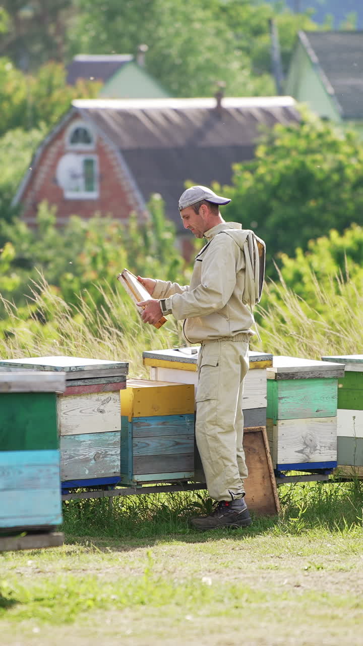 Experienced beekeeper checking up honey frames on his bee farm. Man working on apiary with wooden hives. Village at the backdrop. Vertical video