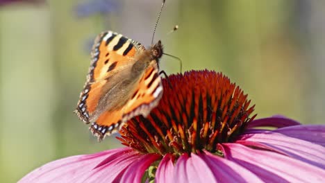 Makroseitenaufnahme-Eines-Kleinen-Schildpattschmetterlings-Mit-Offenen-Flügeln,-Der-Nektar-Auf-Einem-Orangefarbenen-Sonnenhut-Isst