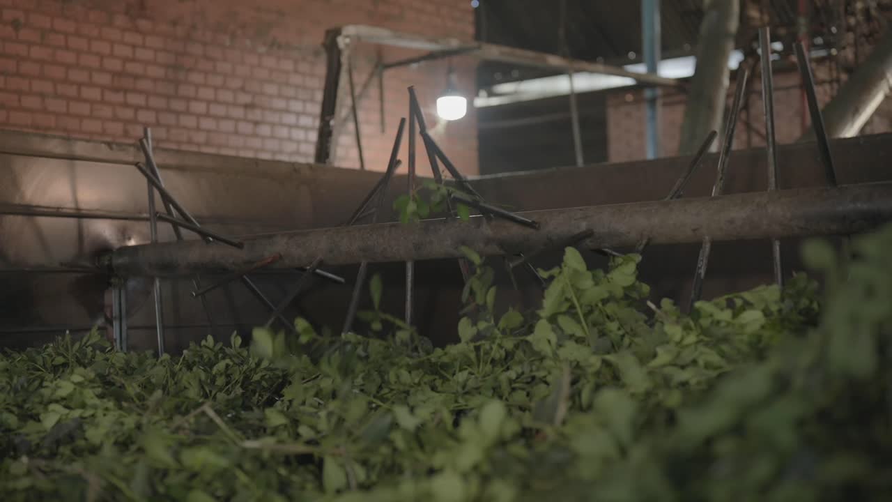 Industrial Production of Yerba Mate in Regional Factory, Cultural and Economic Activity