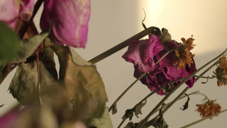 wilting and decaying red roses with a sad feel, slowly panning downwards