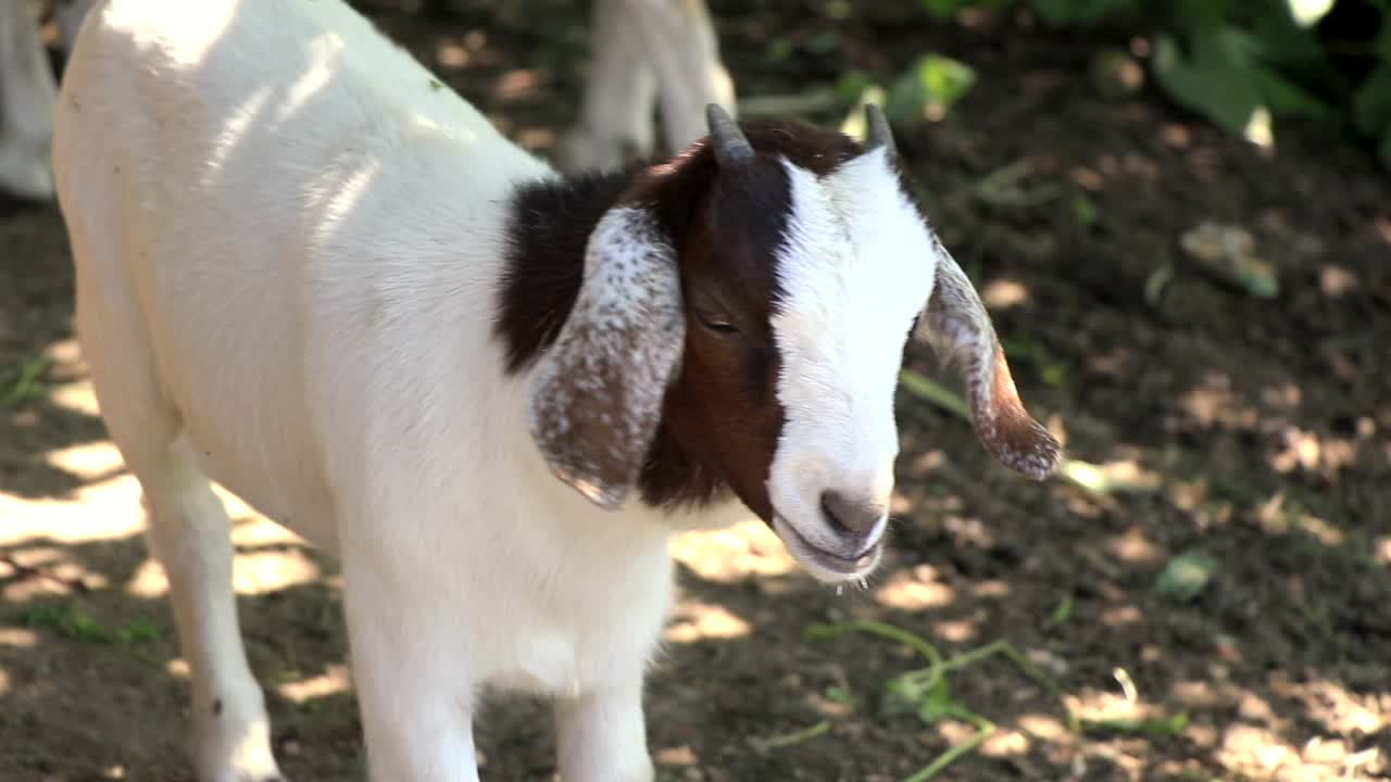 Baby goat look to his mother. Filmed during a summer hot day.