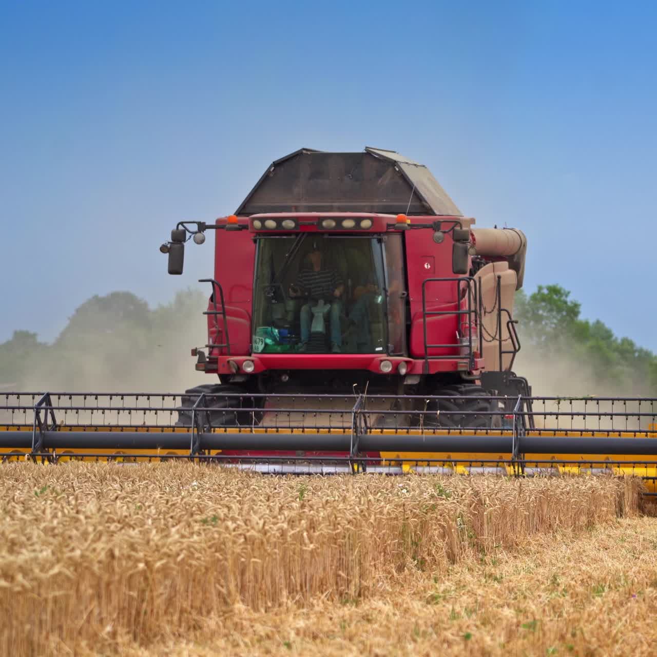 Agricultural machine working hard in the wheat field. Gathering of crops on harvest season. Mowing the wheat on sunny summer day