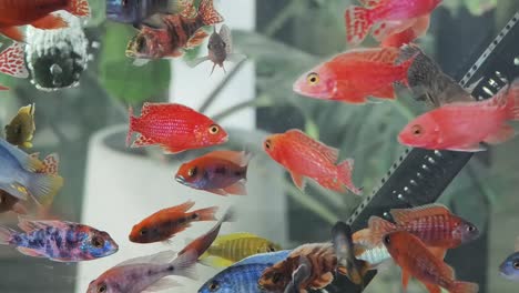 colorful aquarium fish