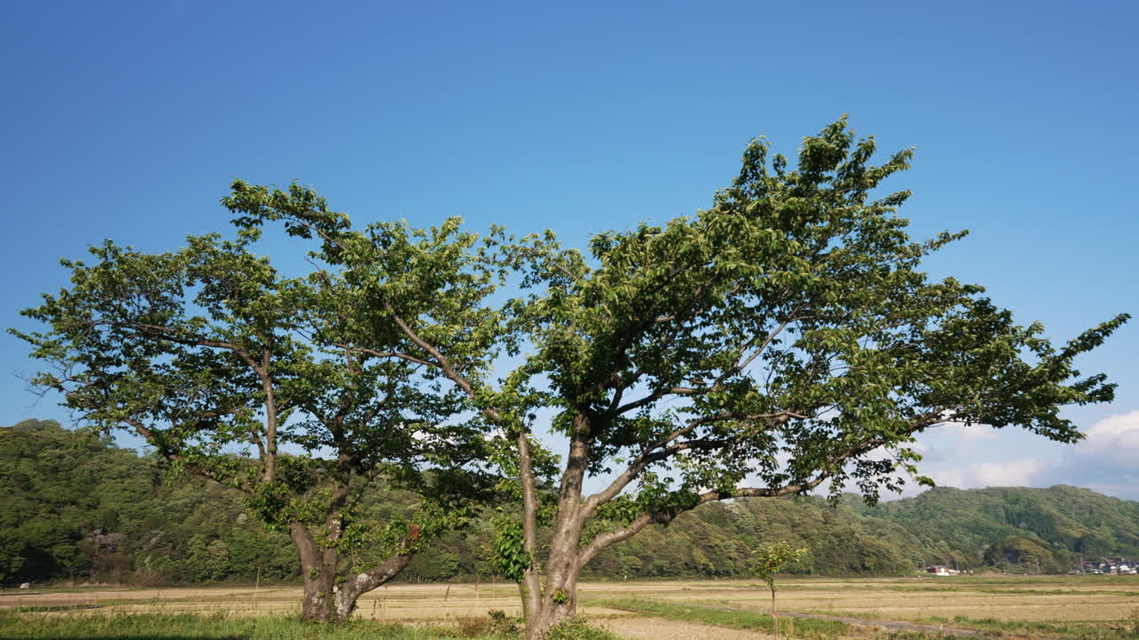 Two large trees with dense green foliage against a blue sky.