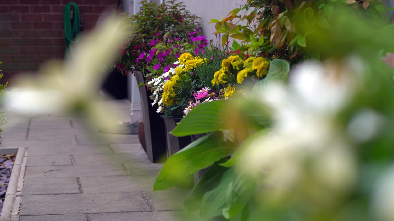 Flowers in row of planters on garden path