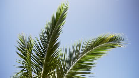 tropical palm leaf sways gently in the wind against a clear blue sky, evoking a sense of relaxation and tranquility