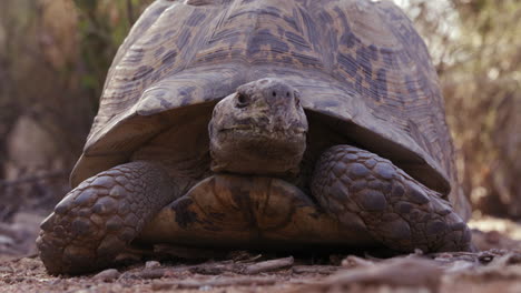 leopard tortoise sticks head of out shell to cautiously investigate - wide shot - outdoors in nature