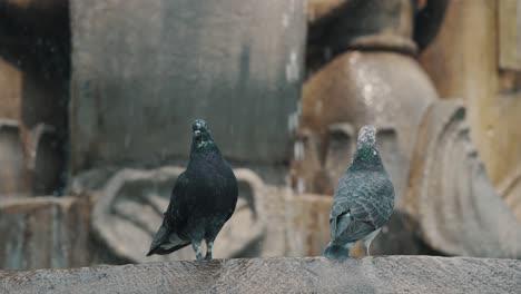 un par de palomas negras y grises paradas al borde de una fuente de piedra con agua goteando para refrescarse en un día caluroso y soleado