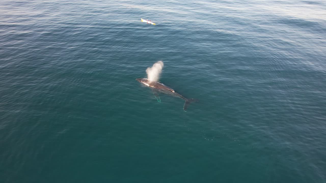 Humpback Whale Blowing Water In The Ocean - Drone Shot