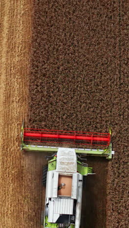 modern combine goes by the field and cuts the ripe crops. season of gathering bread harvest on sunny day. birds eye view. vertical video