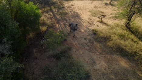 Toma-Aérea-De-Dos-Cebras-En-La-Jungla