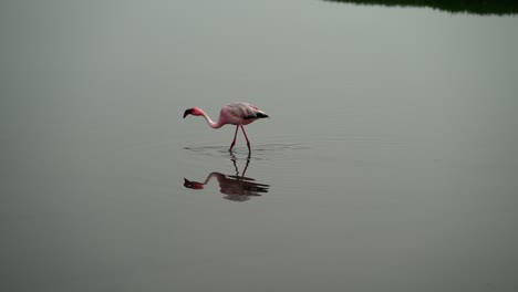 solo single flamingo walks in calm flat water with reflection clear