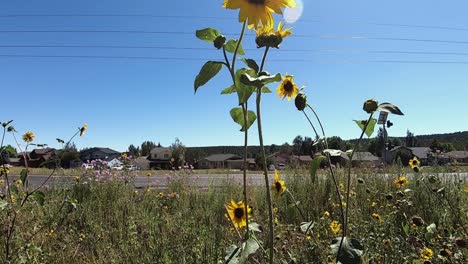 Inclinación-Hacia-Arriba-En-Un-Tallo-De-Girasoles-Silvestres