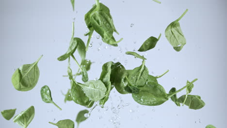 spinach flying through the air slow motion 809fps