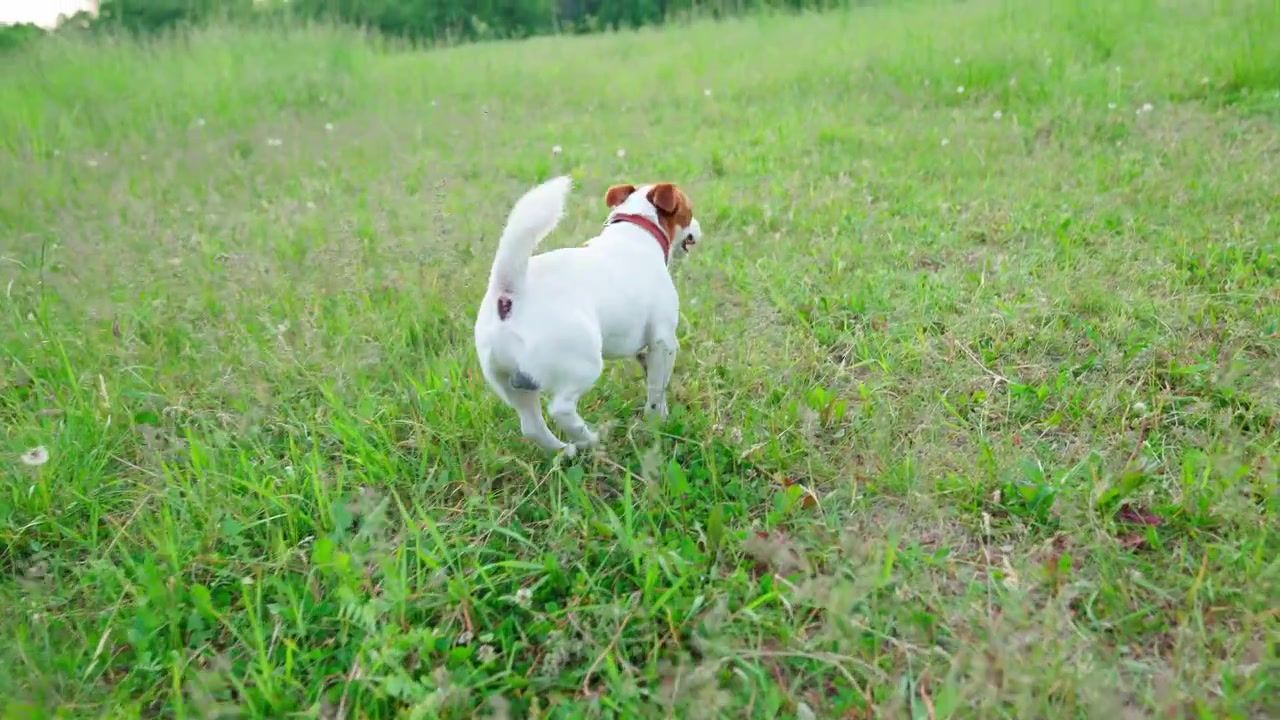 Verspielter Jack Russell Terrier Hund rennt auf einer grünen Wiese
