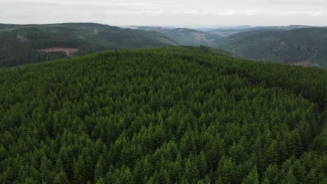 Vista-Aérea-En-Un-Vasto-Bosque,-Disparos-De-Drones-Volando-Sobre-Las-Copas-De-Los-árboles,-Fondo-Natural