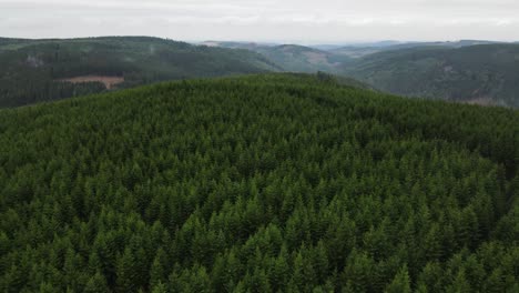 aerial view in vast forest, drone shot flying over tree tops, nature background