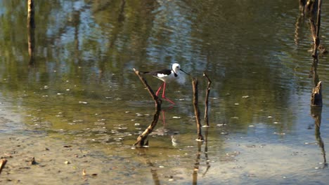 wildes küstenvogel pied stilt, himantopus leucocephalus geht auf den schlammflächen, sucht nach kleinen wasserbeutetieren in den flachen gewässern des boondall wetlands reserve, handbewegung nach dem schuss