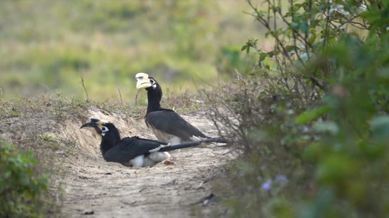 cálaos de varios colores orientales tomando un baño de polvo en el polvo en un camino en la jungla