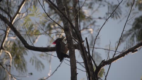 imperial woodpecker in wilderness during sunset in mexico