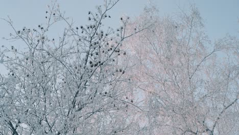 motion-past-tree-with-paradise-apples-in-snowy-winter-forest