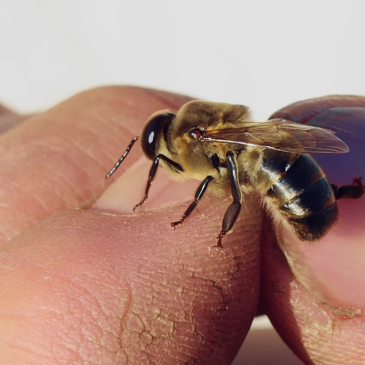 Bee on a man's hand. Apiary concept. Slow motion