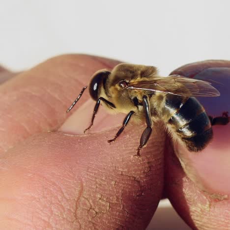 bee on a man's hand. apiary concept. slow motion