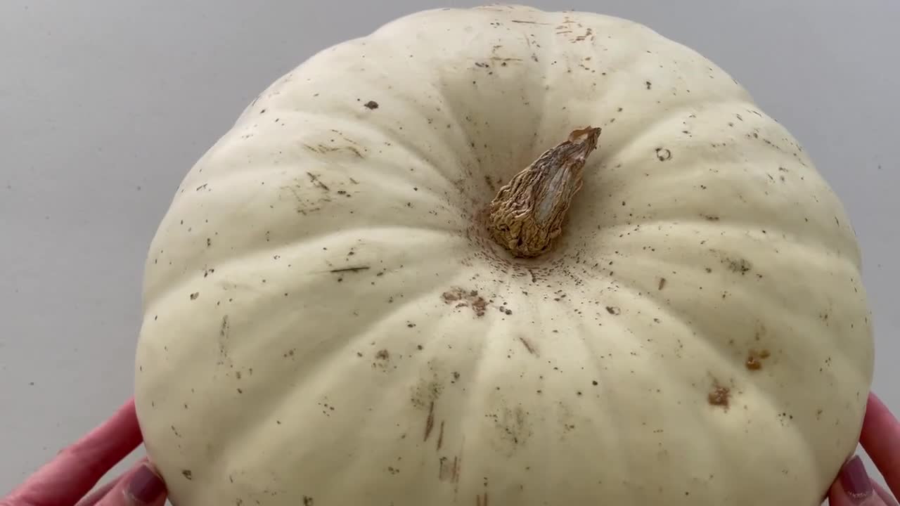 테이블 상단 배경에 고립 된 일반 흰색 호박