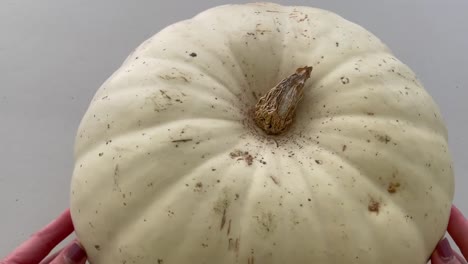 plain white pumpkin isolated on a table top background