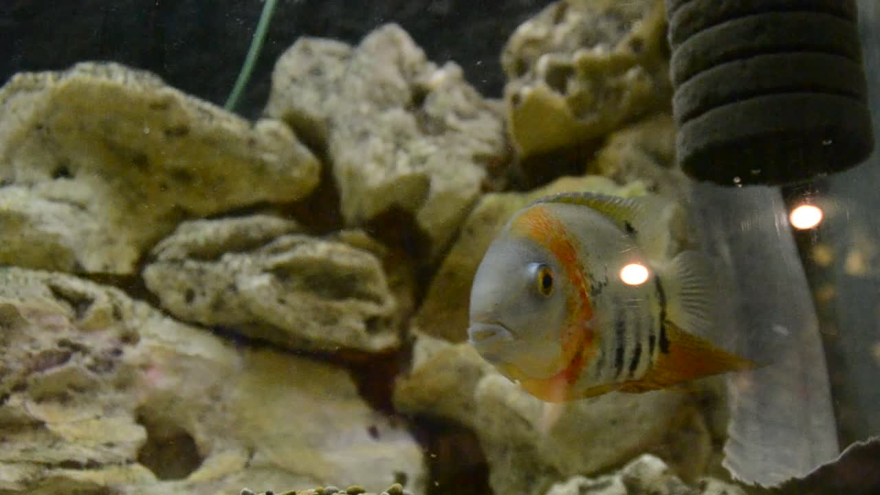 Akvarium med fisk